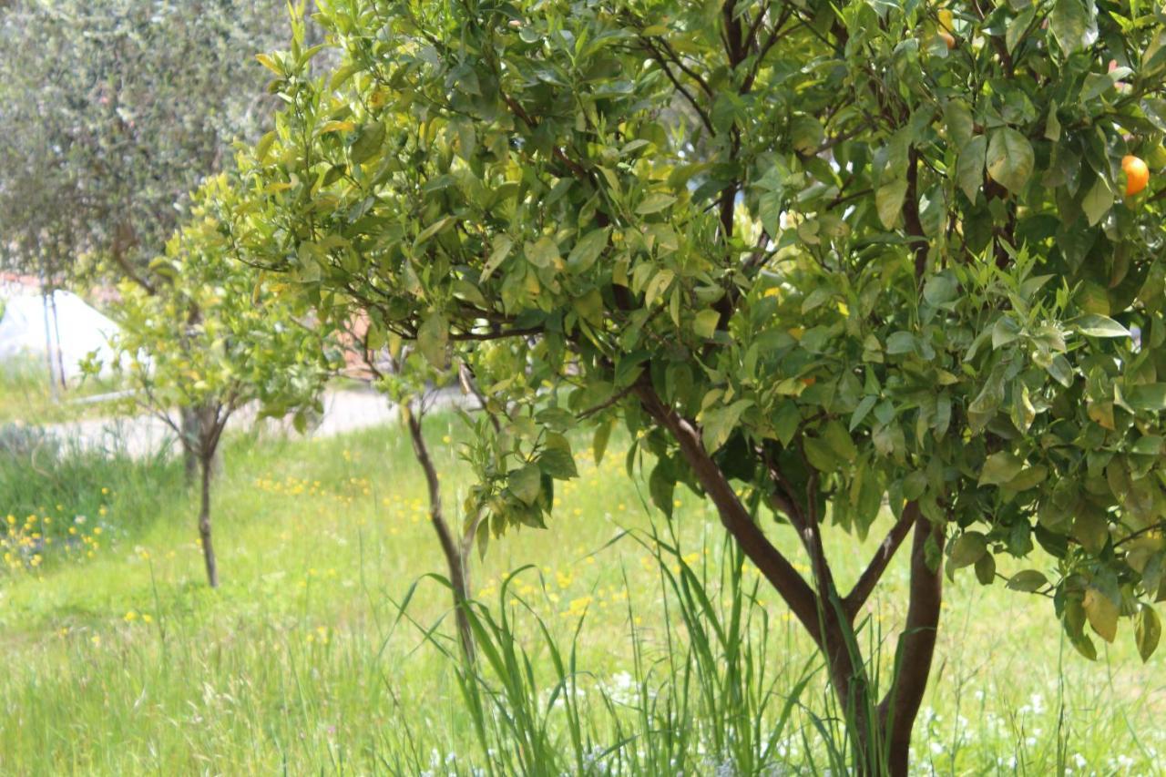 לבנטו Villa Arancia Quiet, Central, Parking And Air Conditioning מראה חיצוני תמונה